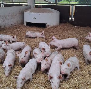 wean to finish Porganic