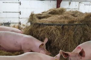 truies gestantes Porganic